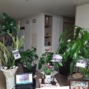 2025,11,18,강촌일기, 내게 '플랜테리어' 의 의미는 ~~^^ 이미지