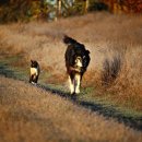 강아지와 산책 이미지