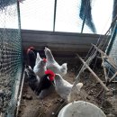 청계1로 이미지