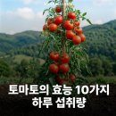 토마토휘트니스