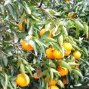 평안농장 이미지