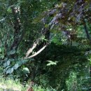 방태산솔마루 이미지