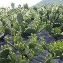 다모아농장 이미지