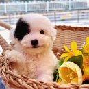 동행 애견 돌봄센터 하남점 | [동행] 하남 유기견 무료 분양 더 나은 삶을 만들어주기 위한 동행 애견 돌봄 센터