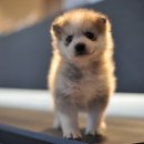 애니멀즈동물병원 이미지