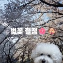 사임당로18길 31-5 | [신도림/구로] 도림천 벚꽃 절정🌸 애견동반 산책 + 근처 맛집·카페 정리🐶