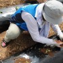 하늘농장8 이미지