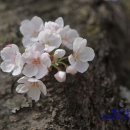 생육신 이경은선생 부조묘 이미지