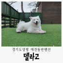 경기도 양평 보더콜리 애견동반 여행, 애견동반숙소 델라고