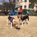 조이애견 이미지