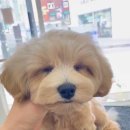 도기로움 이미지