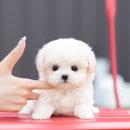 부산애견호텔 강아지유치원 펫퍼센트&코모네하우스 이미지