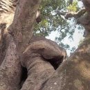 성읍리-23 이미지