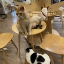 강남역 고양이카페 &#39;집사의하루&#39; 서울 실내 데이트 코스 추천