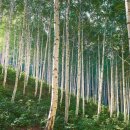 반딧불민박 이미지