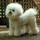 프리제(frise) 이미지