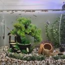 물꼬기 | 구피 어항꾸미기 고민 끝에 선택한 오냥이와물꼬기 오두막 모형 어항 장식 사용 후기