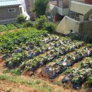 동래농장 이미지