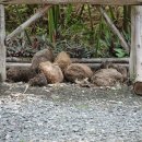 푸푸(POOPOO) 이미지