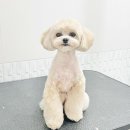 까리하개 이미지