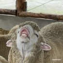 강원도여행 평창여행 필수코스 : 대관령 양떼목장 추천!
