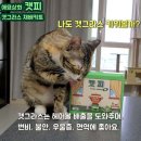 협찬) 흙 없이 키우는 애묘상회 캣피 캣그라스