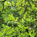 석성동헌 탱자나무 이미지