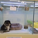 대구강아지분양 마마스미독 본점 이미지