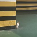 GS25제주천수점 이미지