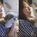 초이펫 이미지