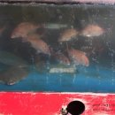 거제다대횟집 이미지