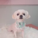 펫살롱 꽃단장 이미지