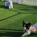 엠티브이8로 | 애견동반 고기집 추천｜캠핑감성 제대로인 바베큐팩토리 거북섬점 단체모임 후기