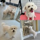 햇살애견미용실 이미지