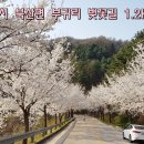 2018. 4. 18(수) 춘천시 북산면 부귀리 벚꽃길 1.2Km..., 이제 벚꽃은 내년에~~~~ 이미지