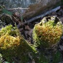 나무여행 이미지