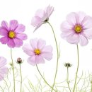 코스모스 어린이집 이미지