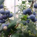 광명농원 이미지