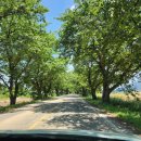 군서 백리벚꽃길 이미지