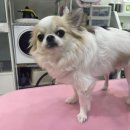 미코 그루밍 이미지