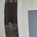 행복하댕 이미지