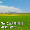 중앙농장 | 고창 청보리밭 축제 일정 학원농장 유채꽃 실시간 후기
