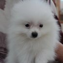 대구애견조류원 이미지