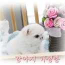 은경생고기 이미지