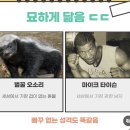 복싱 타이슨 닮은 벌꿀오소리 기능성 티셔츠