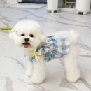 그루미재이 이미지