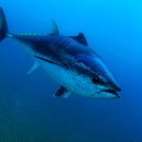 맛있다참치 이미지