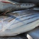 인생참치 이미지