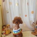 예쁘개 미용 이미지