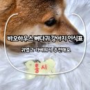 바오하우스 뼈다귀 강아지 인식표, 귀엽고 가벼워서 추천해요